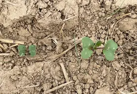 <em class="placeholder">L'insecticide Minecto Gold est utilisable dès le stade "1 feuille" du colza cet automne, pour lutter contre les adultes d'altises.</em>