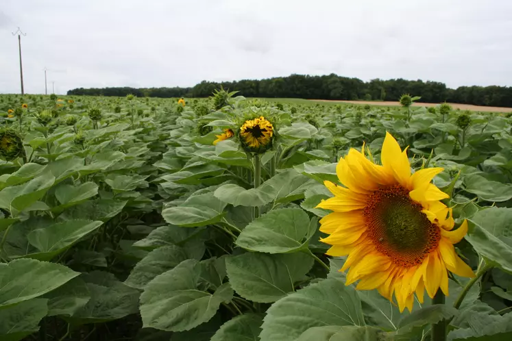 champ de tournesol