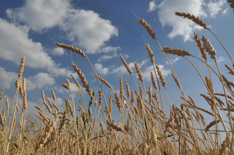 Le rendement moyen du blé tendre bio se situe autour de 25 q/ha en 2020.