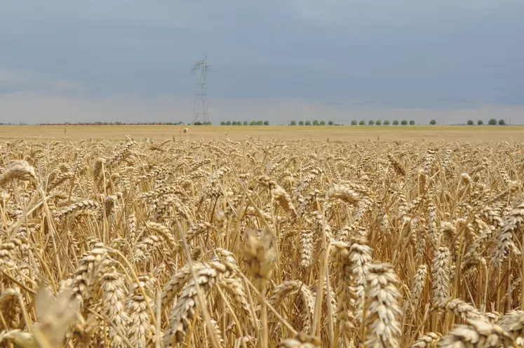 Parcelle de blé à la moisson (Eure-et-Loir)