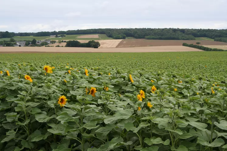 champ de tournesol en floraison