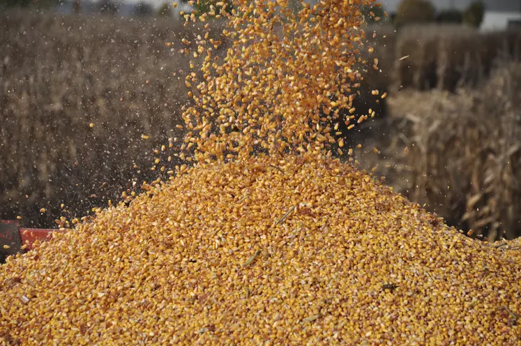Grâce à des rendements records, la production française de maïs pourrait se hisser à 15,5 millions de tonnes contre 13,5 Mt il y a un an, malgré le repli de 10 % des surfaces.
