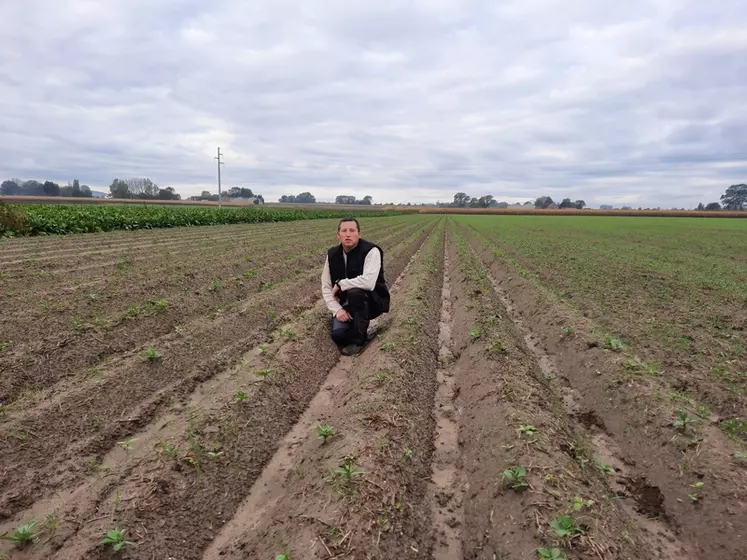 Olivier Secq, agriculteur à Herzeele (Nord) "Je compte sur les racines de l'engrais vert pour tenir les buttes jusqu’au printemps et y planter les pommes de terre sans les restructurer." © Gaec du Briel