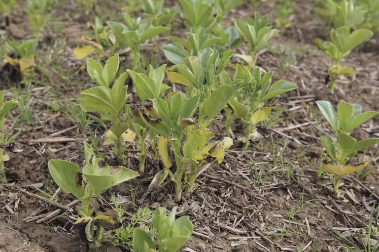 Le TS Wakil XL contribue à protéger la féverole de l'anthracnose (= ascochytose) au début de son développement.