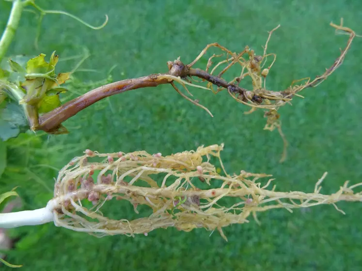 L'aphanomyces touche le système racinaire du pois et peut provoquer une destruction totale de la plante. © Terres Inovia