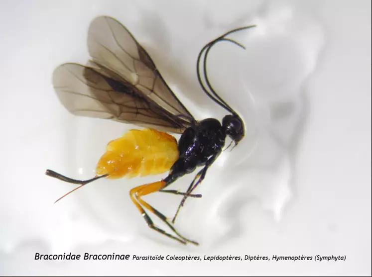Micro-hyménoptère braconinae © H. Compère/R. Rouzes