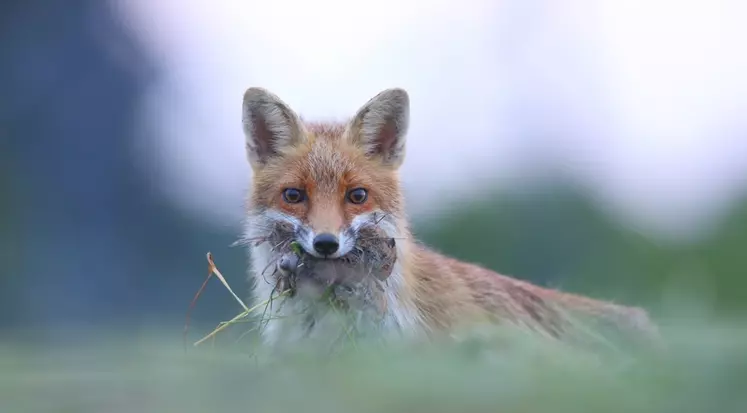 Le renard est un prédateur important des campagnols. © Julien Frizon