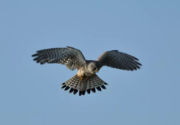 Le faucon crécerelle est commun dans les campagnes. Il consomme beaucoup de rongeurs. © C. Gloria