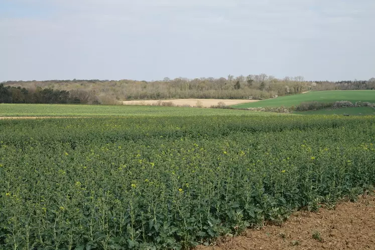 La fauche, le pâturage, ainsi que la mise en culture (sauf maïs, soja et taillis à courte rotation) des jachères sont autorisés pour la campagne 2023.