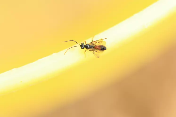 Micro-guêpe sur le bord d'une cuvette jaune © H. Compère