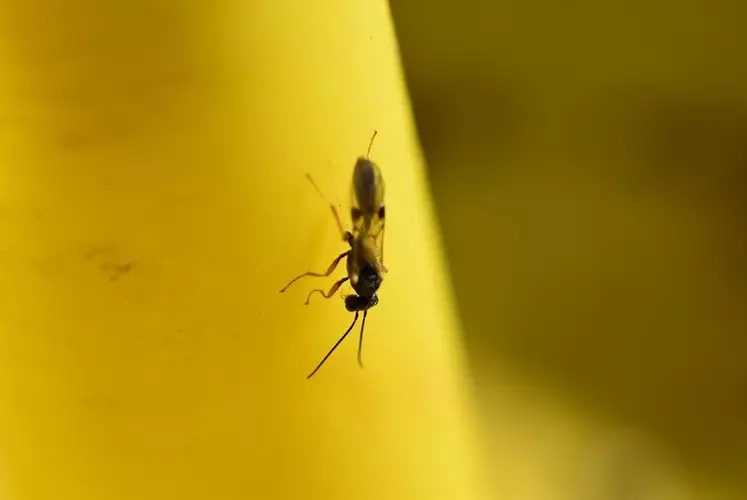 Micro-guêpe tersilochinae © H. Compère