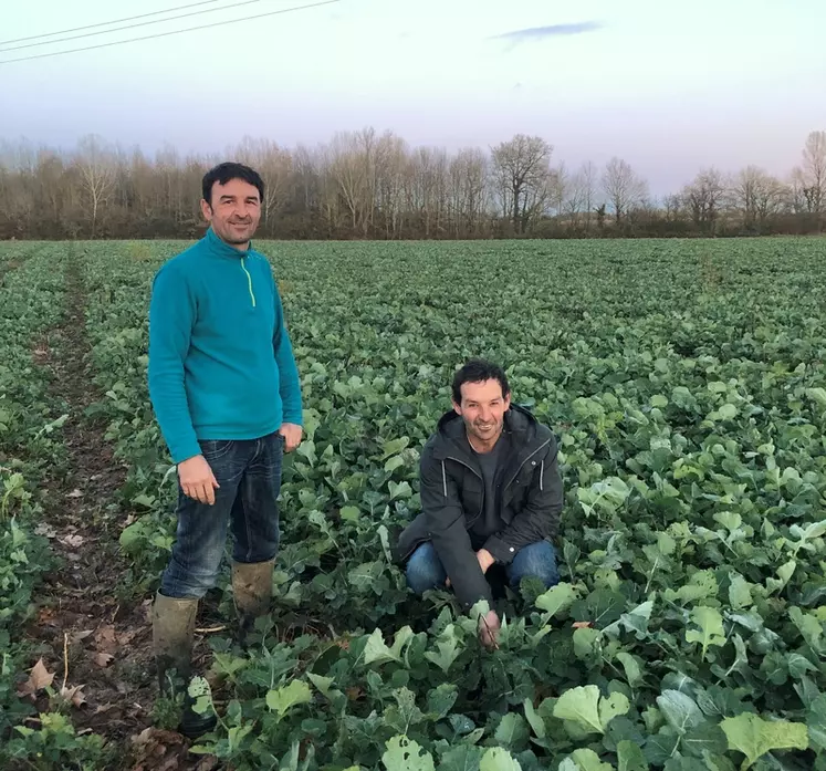 Laurent et Etienne Guilbert : "Comme couvert associé, nous utilisons un mélange de gesse, de fénugrec et de lentille." © EARL Guilbert Frères