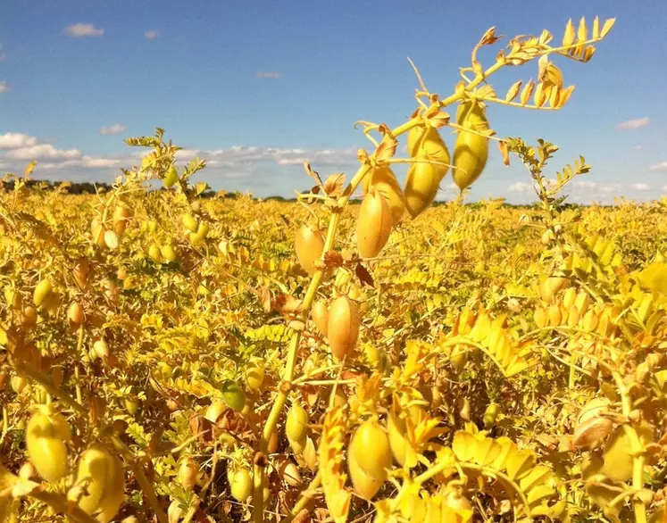 Le pois chiche fait l'objet d'un plan de filière en région Provence Alpe Côte-d'Azur. © Top Semences