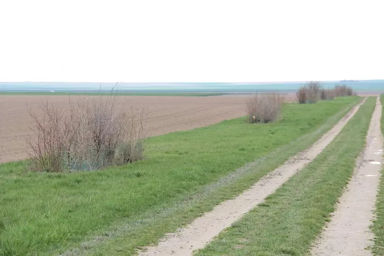 Des aménagements tels ces buissons et la bande enherbée sont favorables à la biodiversité. © C.Gloria