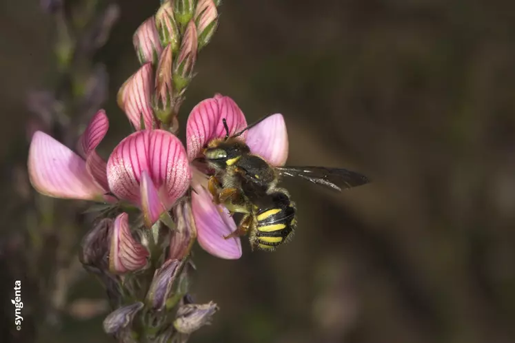 Un millier d'espèces d'abeilles sauvages existent en France. © Syngenta