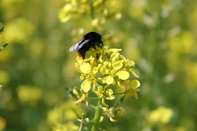 Les bourdons et abeilles sauvages complètent l'activité pollinisatrice des abeilles domestiques à bon escient pour les cultures. © C. Gloria
