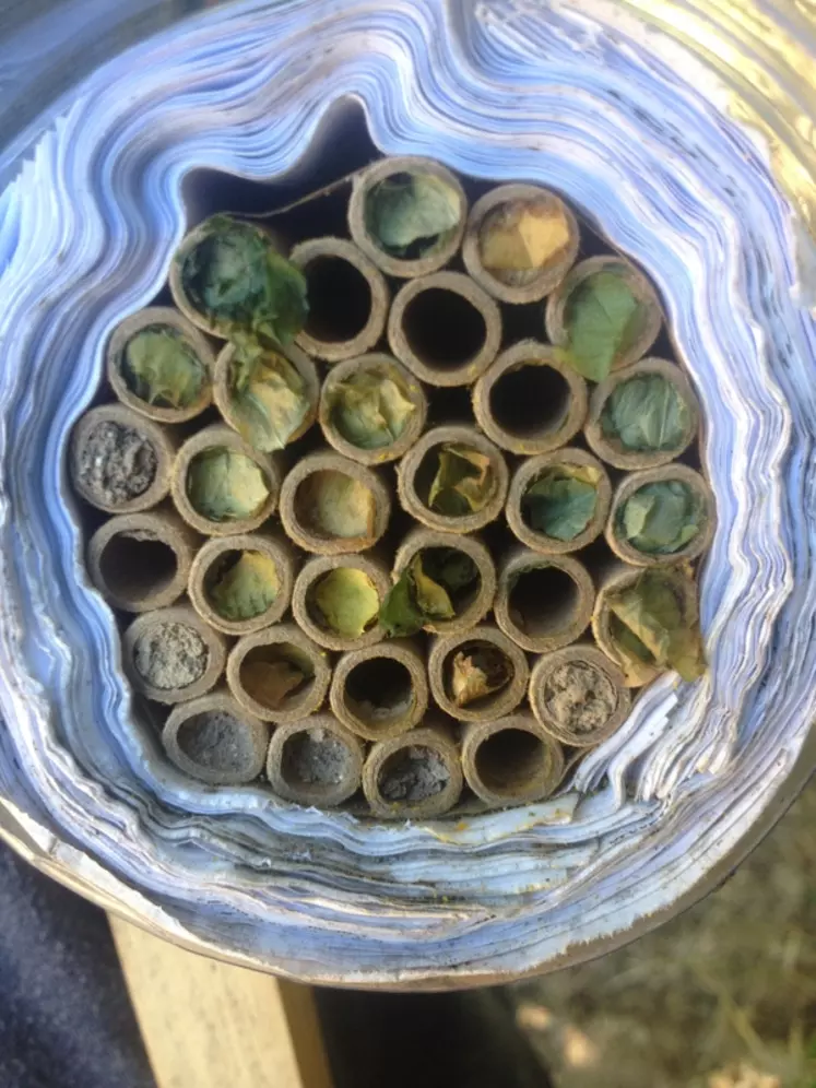 Dans ce nichoir à abeilles sauvages, les insectes pondent dans les tubes et en obstruent le trou par des feuilles, de la terre, de la résine... © Ocealia