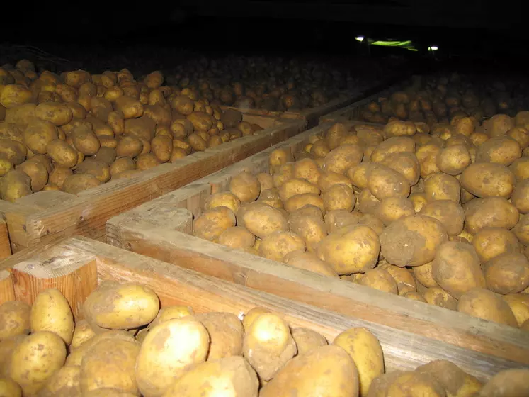 Seuls les bâtiments vides de pommes de terre peuvent être nettoyés et désinfectés pour se mettre en règle avec les limites de résidus imposées suite à l'interdiction du CIPC. © DR