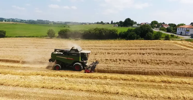 Le blé reprend du terrain petit à petit dans le Pays Basque. © Herriko Ogia