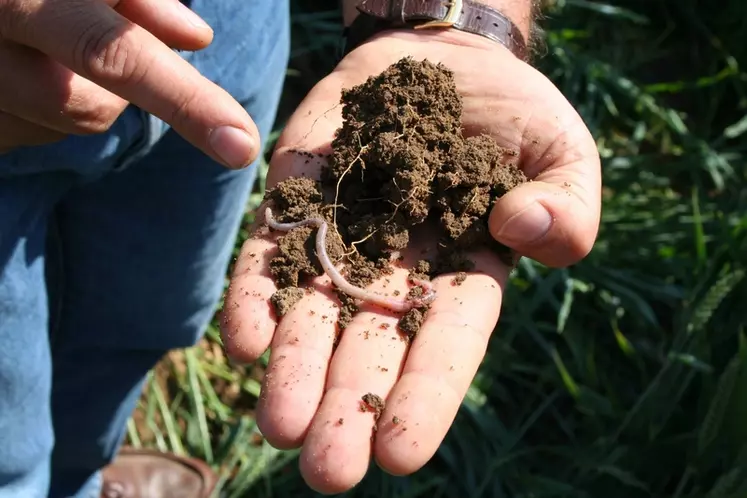 Les vers de terre sont de deux à trois fois moins présents dans un sol travaillé qu'en semis direct.