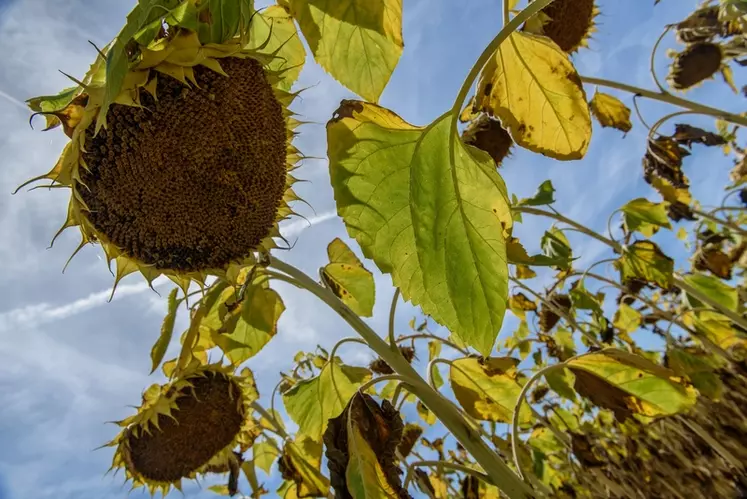 Les variétés tolérantes aux herbicides cultivées en France sont surtout des tournesols (160 000 ha) et des colzas (30 000 ha). © G. Omnès