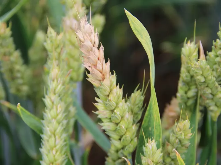 La fusariose des épis peut réduire le rendement d'un blé de plus de 10 % en cas d'attaque sévère. © C. Gloria