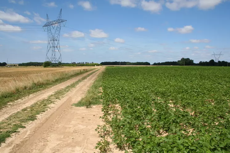 Le soja a dépassé les 160 000 hectares en 2019 et il s'étend vers le nord de la France. © C. Gloria