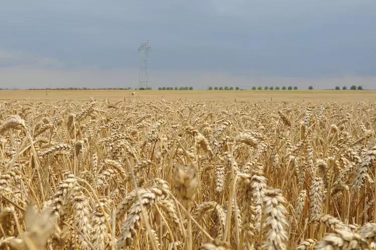 Les cours du blé tendre ont tenu bon jusqu'ici, mais la crise du Covid-19 pourrait rogner la demande animale et industrielle, face à une récolte mondiale qui s'annonce abondante. © G. Omnès
