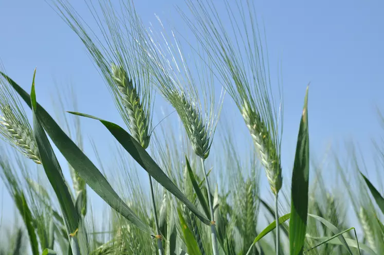 Sous l'effet du coronavirus, FranceAgriMer a remonté de 40 000 tonnes la prévision d’utilisation de blé dur par les industriels en 2019-2020. © G. Omnès