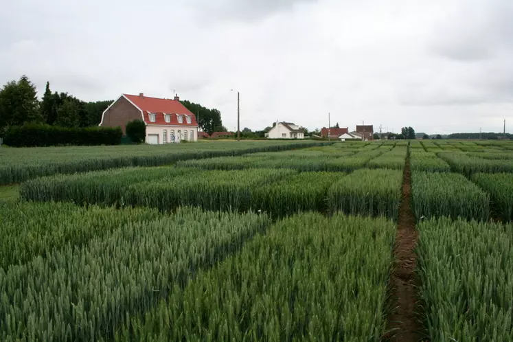 Parcelle d'essai chez un semencier. Environ 70 % de la sole de blé tendre française est constituée de variétés BPS. Difficile aujourd'hui de développer des blés BP ou BAU. © C. Gloria