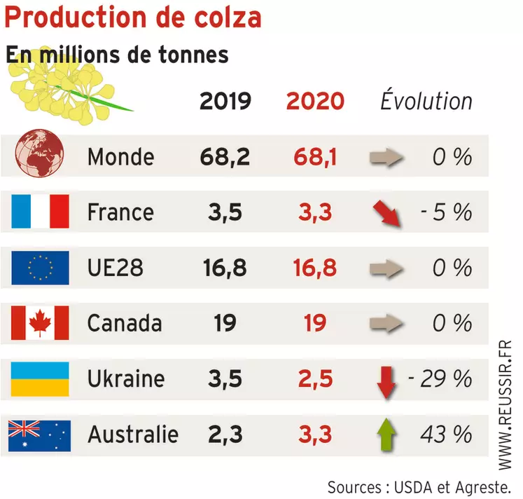 La production mondiale de colza est attendue stable cette année, tout comme à l'échelle européenne. La remontée prévue en Australie devrait compenser la chute en Ukraine. © Réussir / USDA et Agreste.