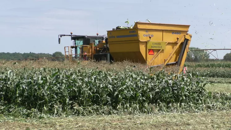 La récolte du maïs doux s'échelonne de mi-juillet à mi-octobre. © AGPM