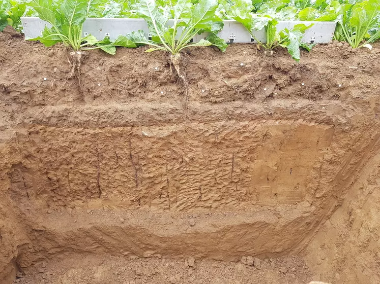 Une zone compactée empêche les racines de passer en profondeur, avec des conséquences négatives sur l'alimentation des cultures, en années sèches notamment. © Agro-Transfert RT