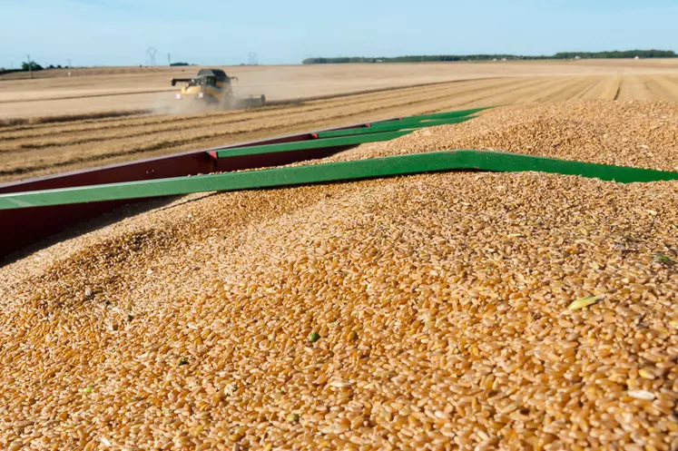 Avec à peine 1,3 million de tonnes de blé dur engrangées en 2020 pour une utilisation domestique de 650 000 tonnes, la récolte française recule à un niveau alarmant. © G. Omnès