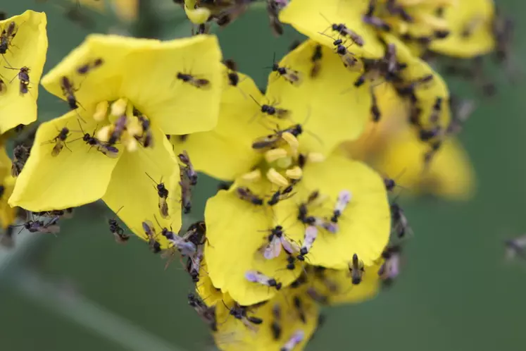Les micro-guêpes peuvent émerger par centaines sur les inflorescences.. © H. Compère