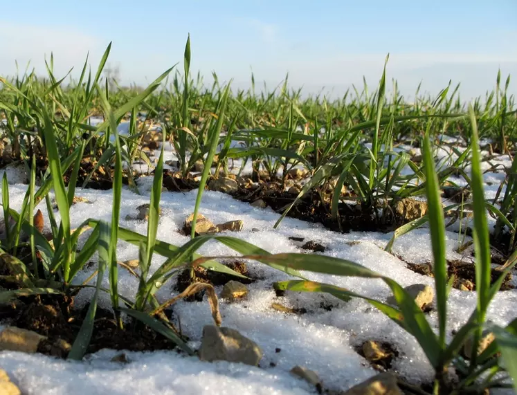 Le blé tendre d'hiver est sensible au froid à partir de - 8°C, de la levée à l’émission des talles. © C. Gloria
