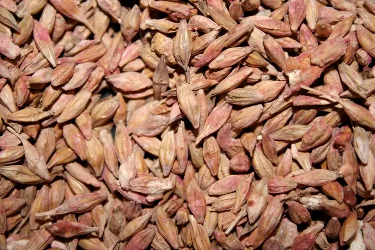 Les grains fusariés sont déformés, fripés et prennent une coloration rosée. © C. Gloria