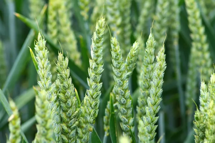 De premiers blés hybrides issus de la recherche RAGT Bayer devraient arriver sur le marché dans cinq ans. © V. Marmuse