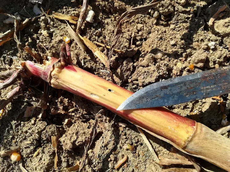 La perforation à la base des tiges de maïs en fin d'été est un signe caractéristique de la présence de sésamie, qui peut coûter cher au rendement. © Arvalis