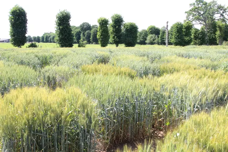 La sélection fait son chemin avec sept variétés inscrites en France pour l'agriculture biologique en trois ans.  © C. Gloria