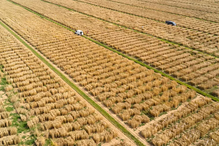 La gamme des variétés de blé proposée sur le marché se veut diversifiée, afin de s'adapter aux différents contextes et répondre aux enjeux sociétaux, environnementaux et politiques liés à la production agricole. © Syngenta