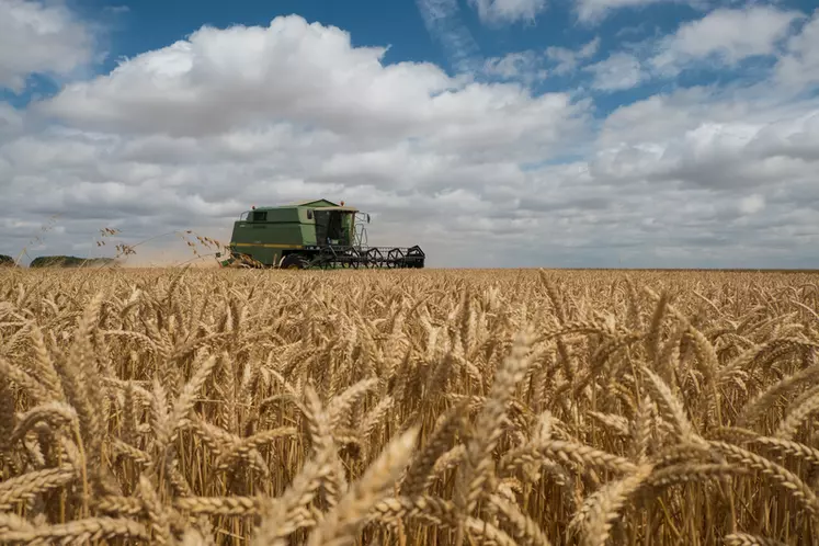 Si la météo ne vient pas jouer les trouble-fêtes dans la dernière ligne droite, la moisson 2021 pourrait retrouver pour la première fois depuis près de dix ans bons rendements et prix. © G. Omnès