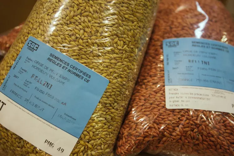Les semences certifiées apportent des garanties de qualité sur le pelliculage, le taux de germination...