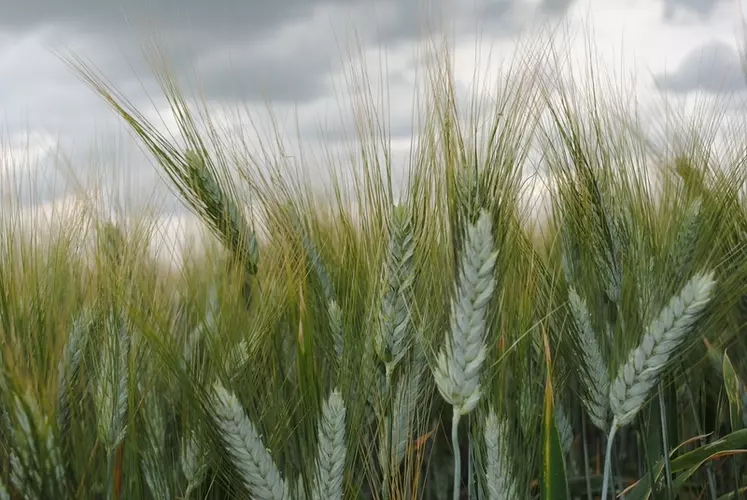 Parmi les six nouvelles inscriptions blé dur de RAGT et de Florimond Desprez, plusieurs variétés méritent d'être testées, comme RGT Belalur, Canaillou ou Formidou.