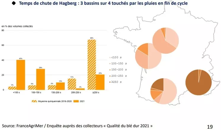 Le temps de chute de Hagberg est, avec les grains germés et le poids spécifique, le point faible de la récolte française de blé dur en 2021.