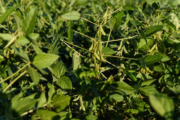 L'itinéraire technique du soja est peu gourmand en intrant, les coûts se concentrant sur le poste semences lorsqu'elles sont certifiées.