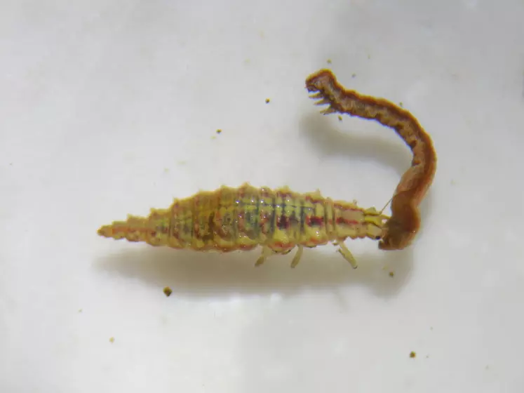 La larve de chrysope (ayant capturé une chenille ici) a l'apparence d'un crocodile en miniature.
