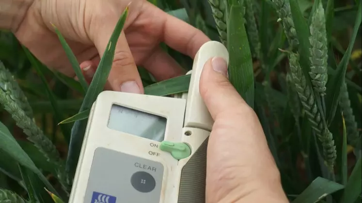 La pince N-Tester donne l'indice de nutrition azotée du blé en temps réel.