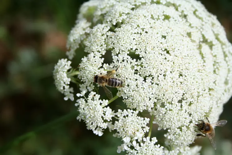 Pour l'apport des abeilles pollinisatrices, des relations entre agriculteurs et apiculteurs sont recherchées dans les filières de multiplication de semences.