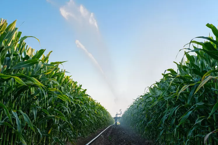 La rentabilité en multiplication de semences varie fortement selon les filières et les secteurs, et dépend notamment du coût de l'eau d'irrigation.